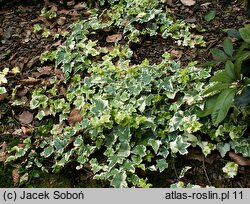 Hedera helix Cecilia