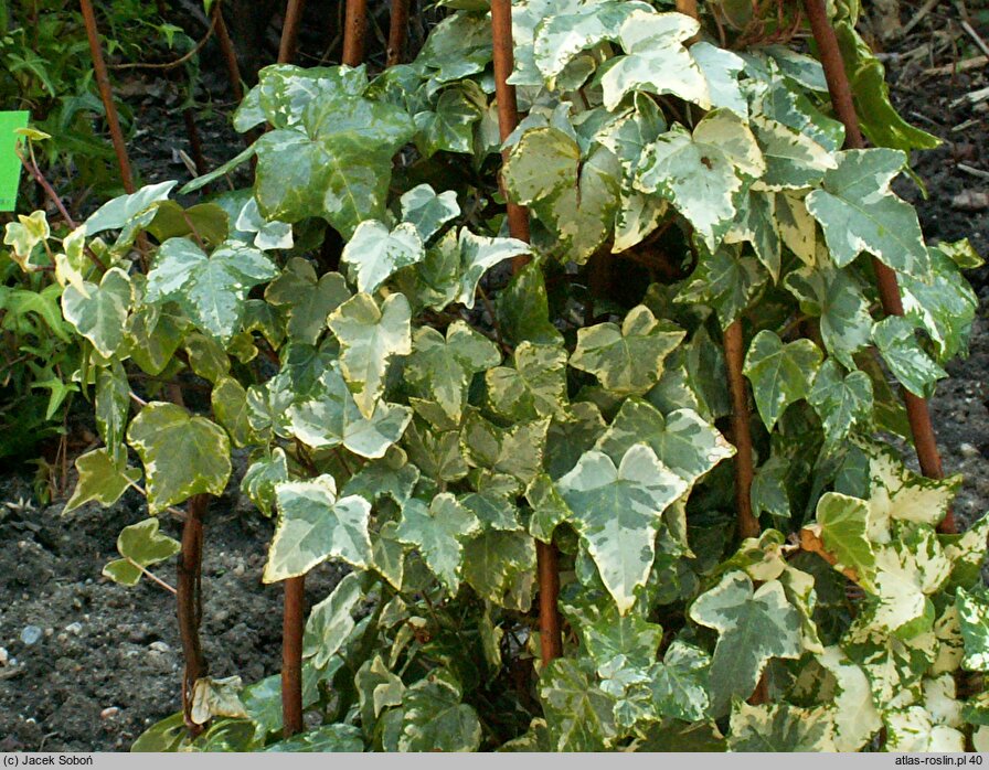 Hedera helix Curvaceous