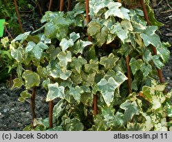 Hedera helix Curvaceous