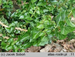 Hedera helix Erecta