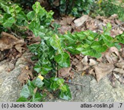 Hedera helix Erecta
