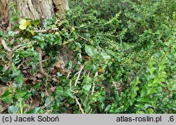 Hedera helix Erecta