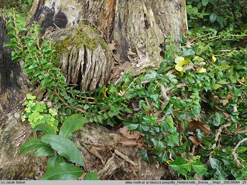 Hedera helix Erecta