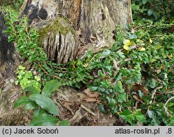 Hedera helix Erecta