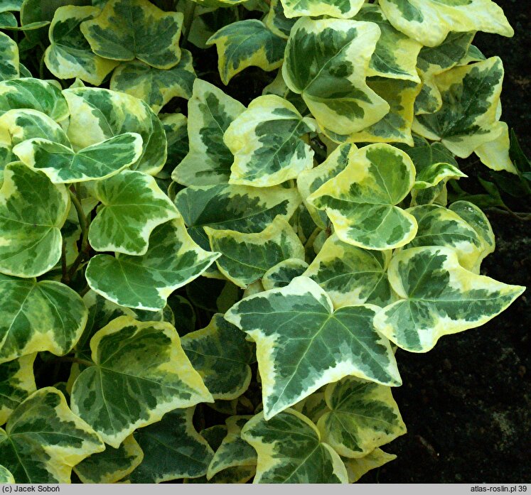 Hedera helix Golden Snow