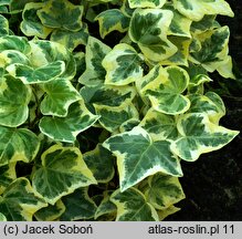 Hedera helix Golden Snow