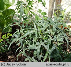 Hedera helix Irish Lace