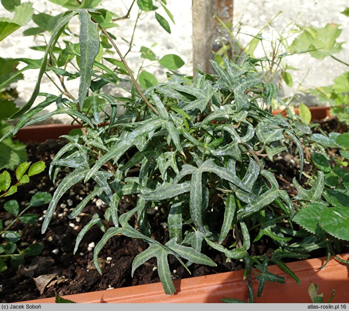 Hedera helix Irish Lace