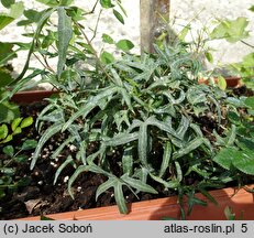 Hedera helix Irish Lace