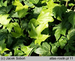 Hedera helix Spectre