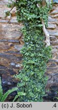 Hedera helix Spetchley