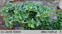 Hedera helix Spetchley