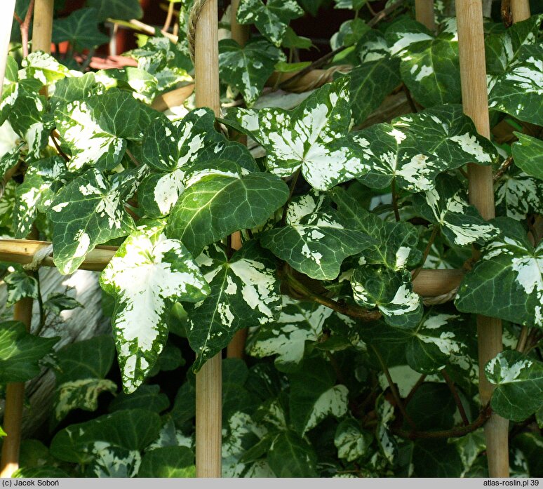 Hedera helix Stift Neuburg