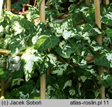 Hedera helix Stift Neuburg