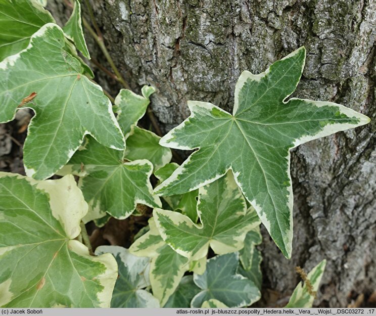 Hedera helix Vera