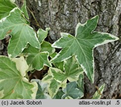 Hedera helix Vera
