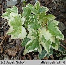 Hedera helix Vera