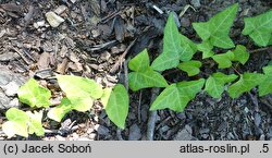 Hedera helix Wichtel