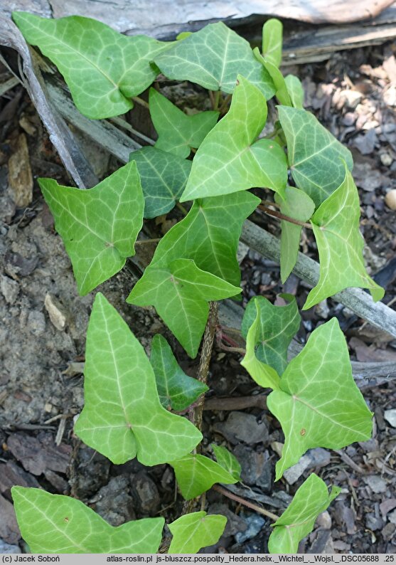 Hedera helix Wichtel