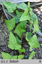 Hedera helix Wichtel