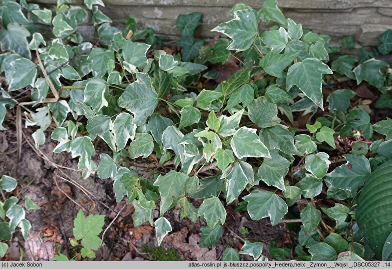 Hedera helix Zymon