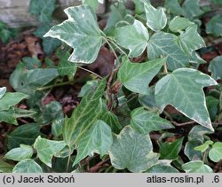 Hedera helix Zymon