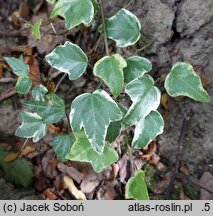 Hedera helix Zymon