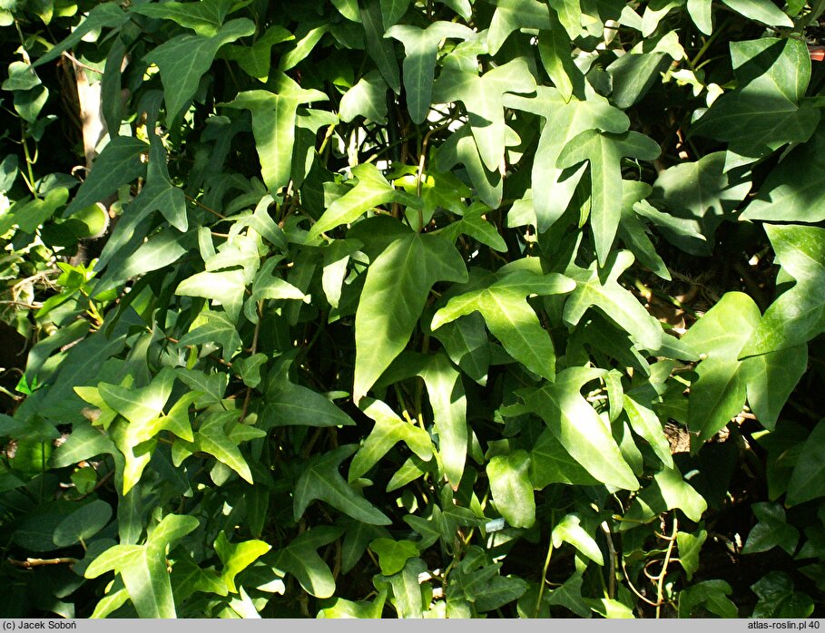 Hedera iberica