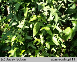 Hedera iberica