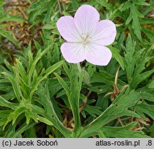 Geranium clarkei (bodziszek Clarka)