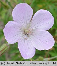 Geranium clarkei (bodziszek Clarka)