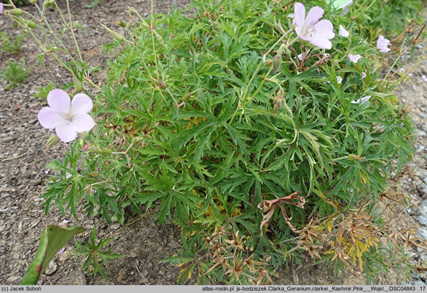 Geranium clarkei (bodziszek Clarka)