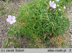 Geranium clarkei (bodziszek Clarka)