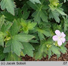 Geranium wlassovianum Fay Anna