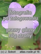 Geranium wlassovianum Fay Anna