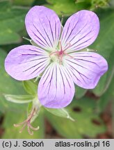 Geranium wlassovianum Fay Anna