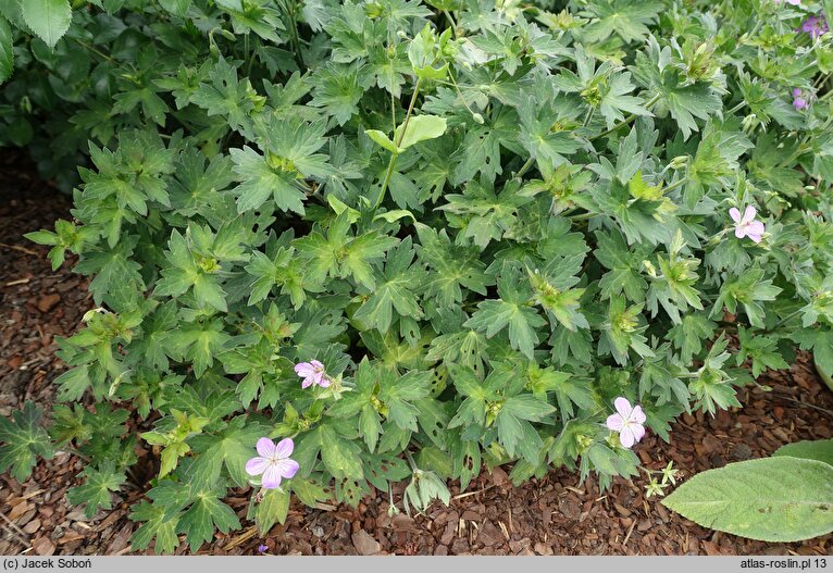 Geranium wlassovianum Fay Anna