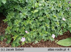 Geranium wlassovianum Fay Anna