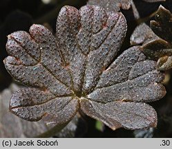 Geranium sessiliflorum (bodziszek bezszypułkowy)