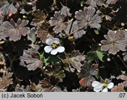 Geranium sessiliflorum (bodziszek bezszypułkowy)