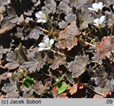 Geranium sessiliflorum (bodziszek bezszypułkowy)