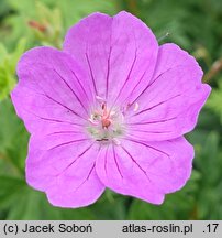 Geranium sanguineum Weston