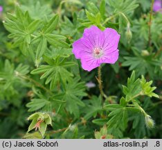 Geranium sanguineum Weston