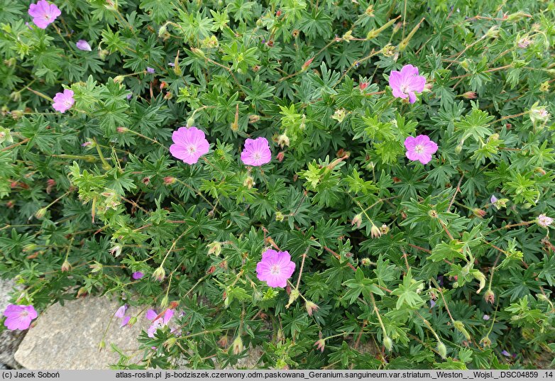 Geranium sanguineum Weston