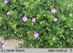 Geranium sanguineum Weston