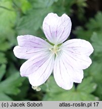 Geranium sanguineum Apfelblüte