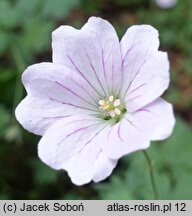 Geranium sanguineum Apfelblüte