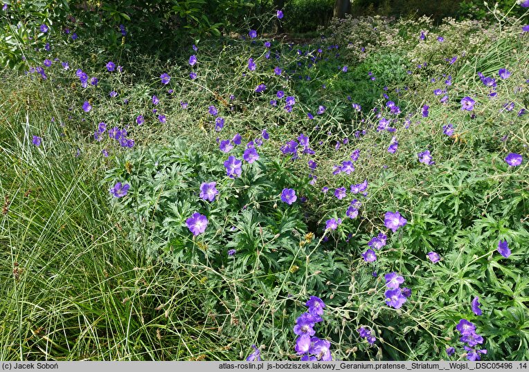 Geranium pratense Striatum