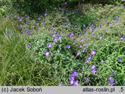 Geranium pratense Striatum
