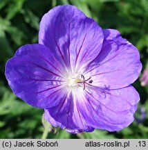 Geranium pratense Striatum